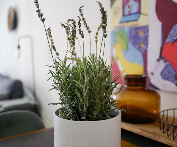 La Faroleta Puerto 公寓 德尼亚